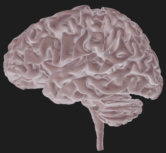 3D brain learning module preview